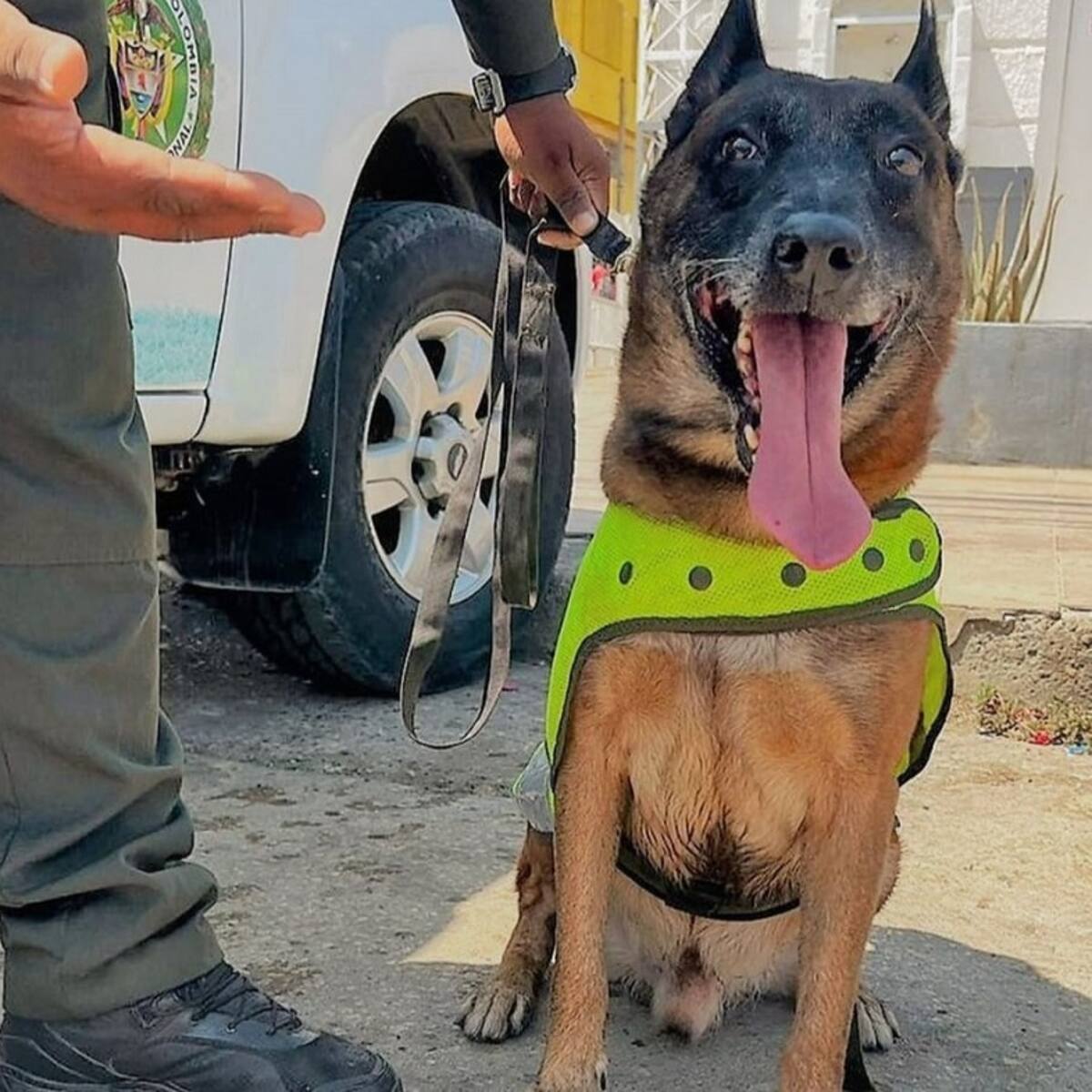 “Oker”: el perro antipólvora de la Policía Nacional en Bolívar