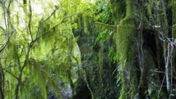 Inicia campaña navideña para evitar la extracción de musgo