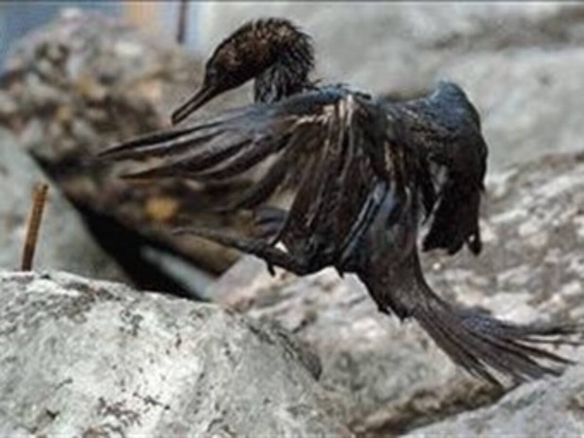 BP y el Gobierno de EE.UU se acercan a un acuerdo para el fondo de limpieza y víctimas por derrame en Golfo de México