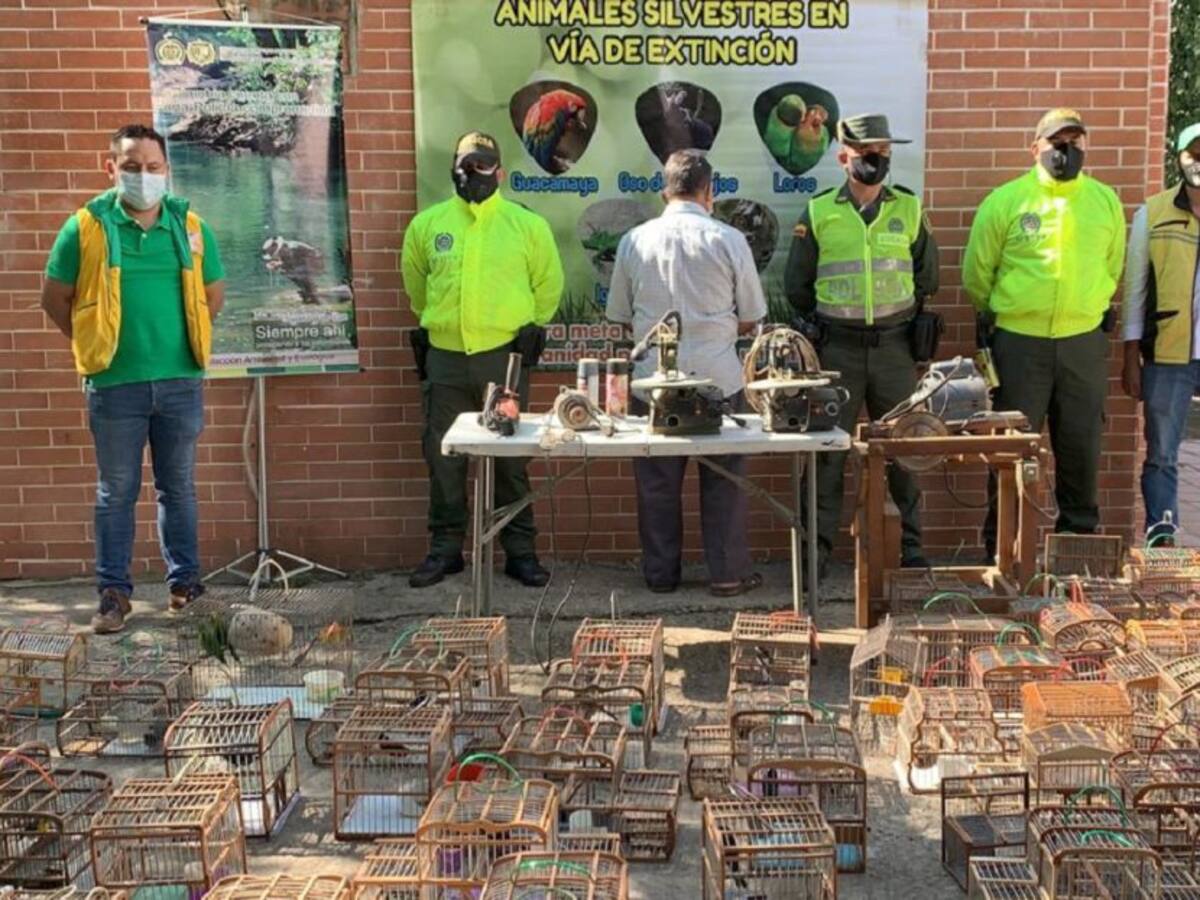 VIDEO: Rescatan aves silvestres en cautiverio