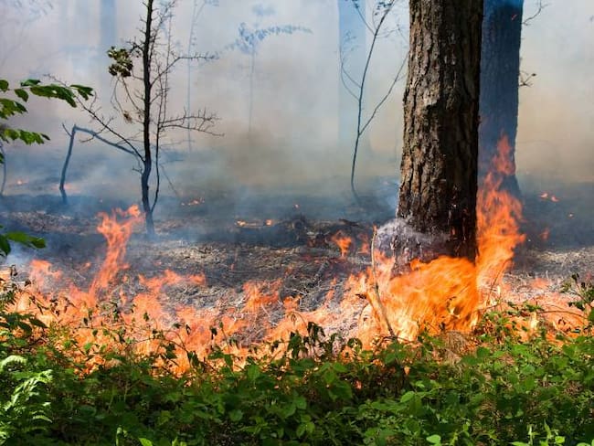 Una chispa puede provocar un incendio forestal