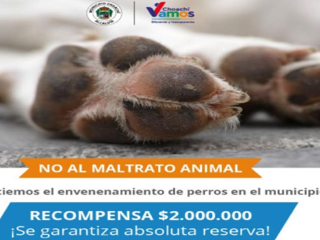 Habitantes de Choachí Cmarca, denuncian envenenamientos masivos a perros