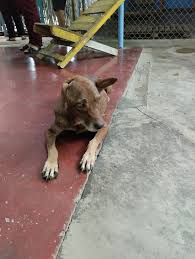 Le amputaron una de sus extremidades. Foto Cortesía.