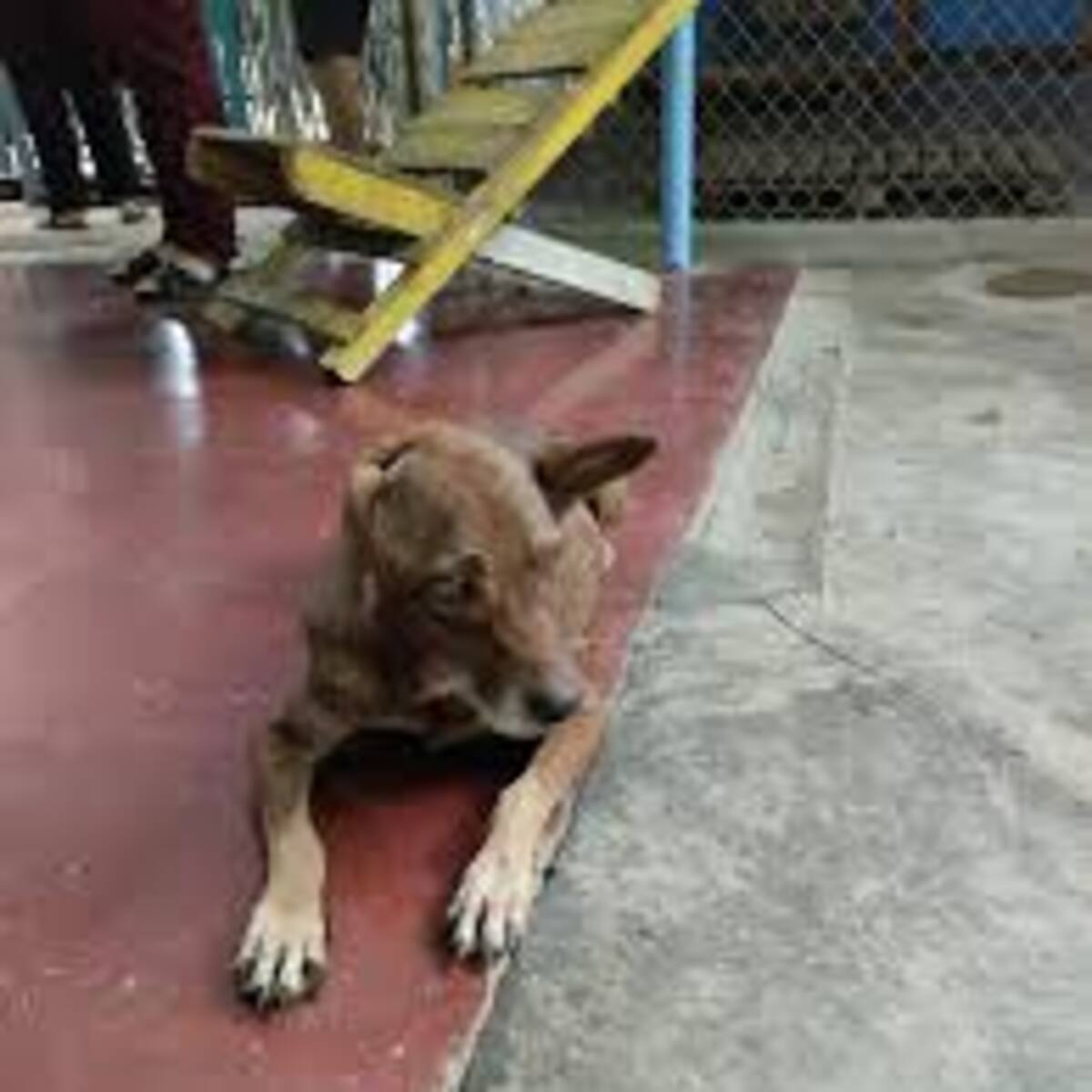 En aumento los casos de maltrato animal en Neiva