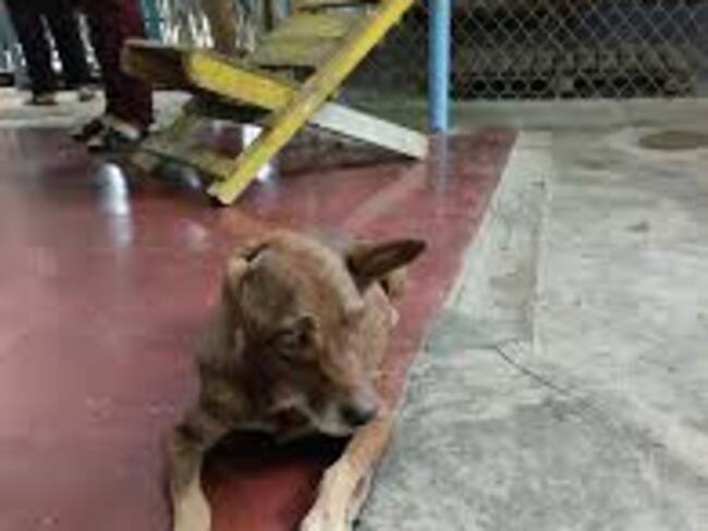 Le amputaron una de sus extremidades. Foto Cortesía.