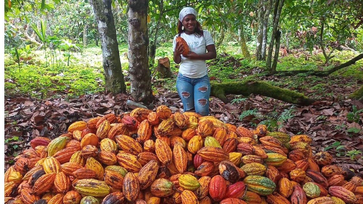 Gobierno implementa plan de choque ante desplome del 74% en los precios internacionales del cacao