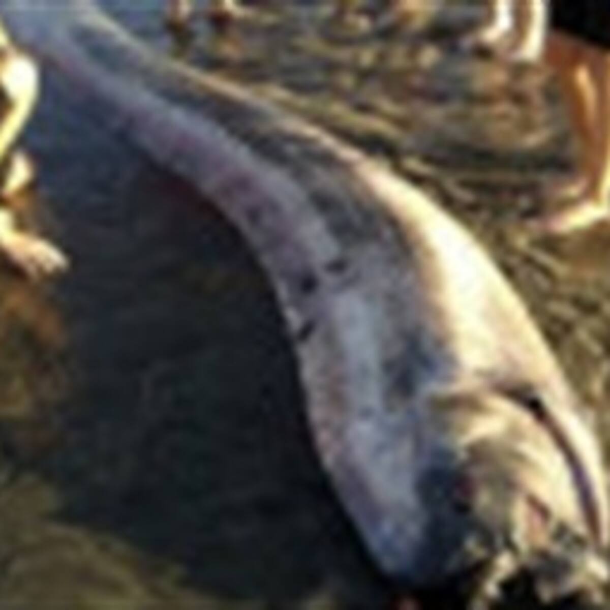 Hallan otra "serpiente marina gigante" en California