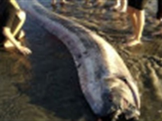 Hallan otra "serpiente marina gigante" en California