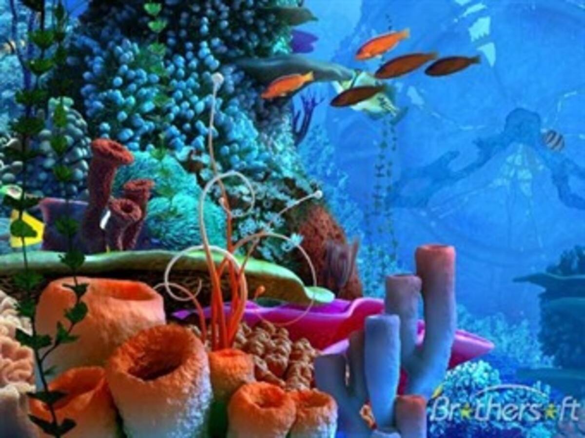 Nuevo cambio de temperatura del mar amenaza al coral