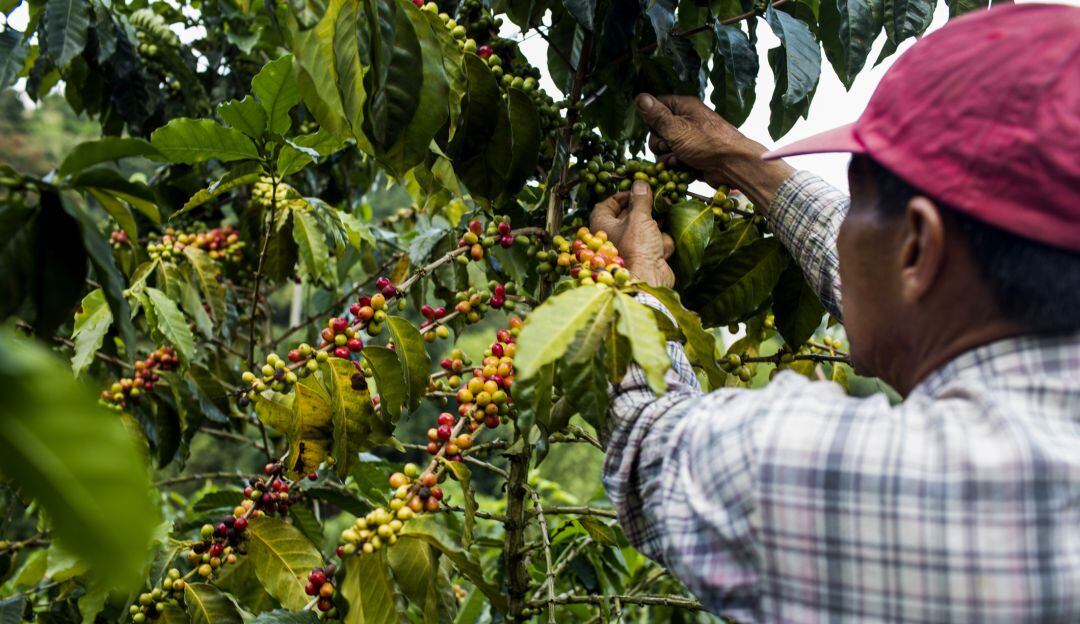 Cultivo de café en Colombia