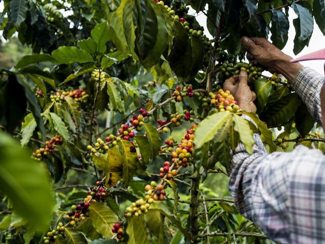 Cultivo de café en Colombia