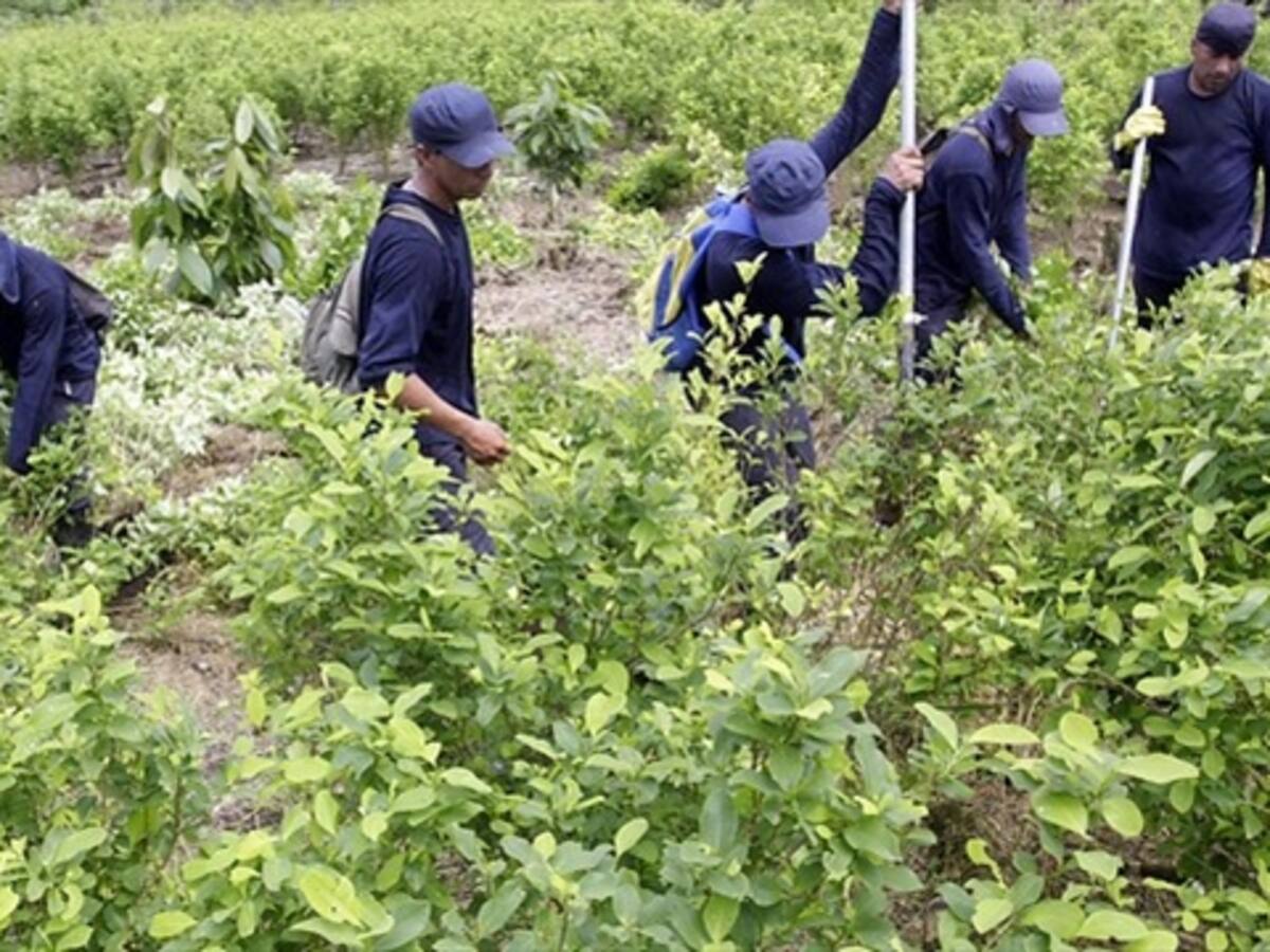 Santos presentará nueva estrategia de sustitución de cultivos ilícitos