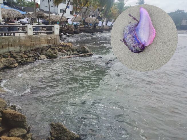 Alerta por presencia de Fragata Portuguesa en playas de Necoclí - fotos Corpourabá