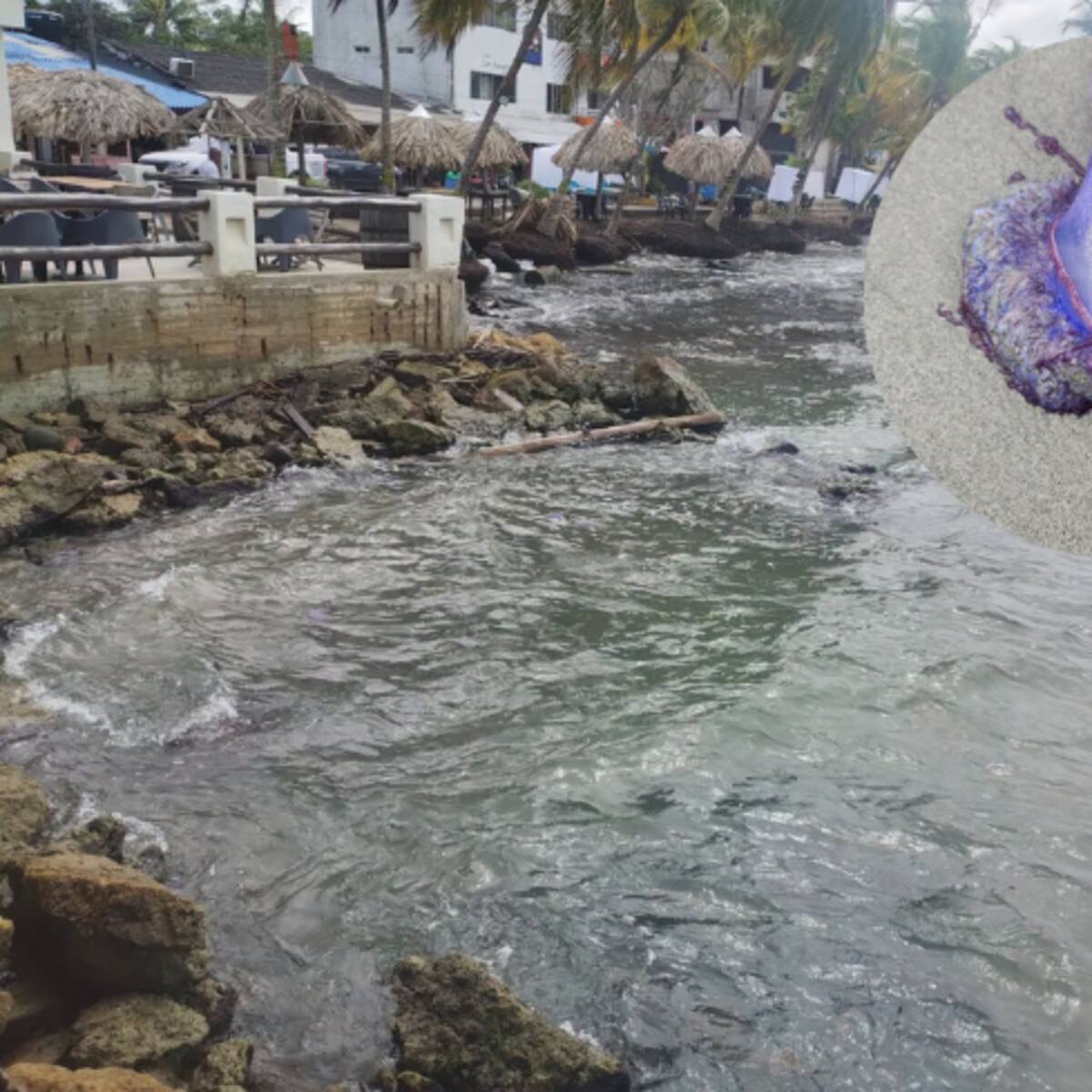 Presencia de la conocida Fragata Portuguesa genera alerta en las playas de Necoclí, Antioquia