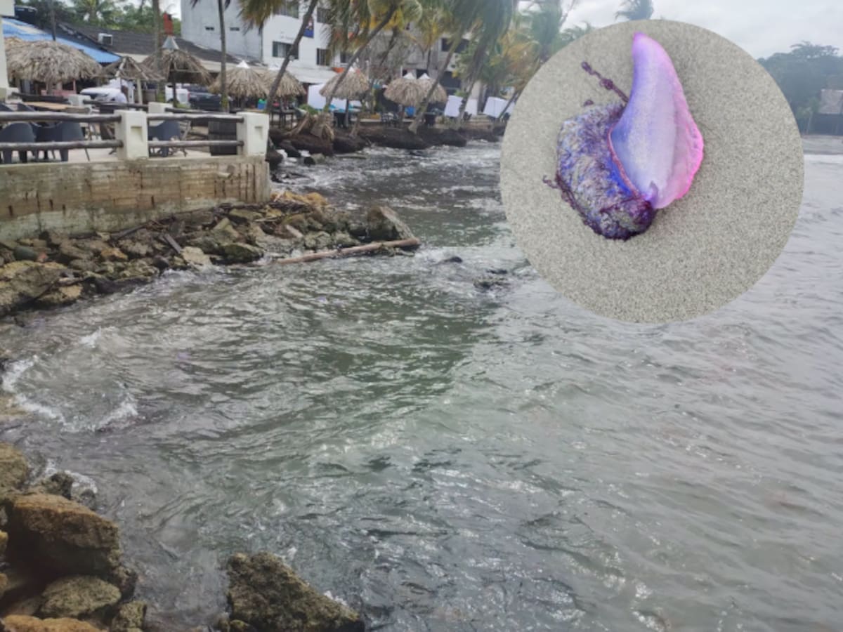 Presencia de la conocida Fragata Portuguesa genera alerta en las playas de Necoclí, Antioquia