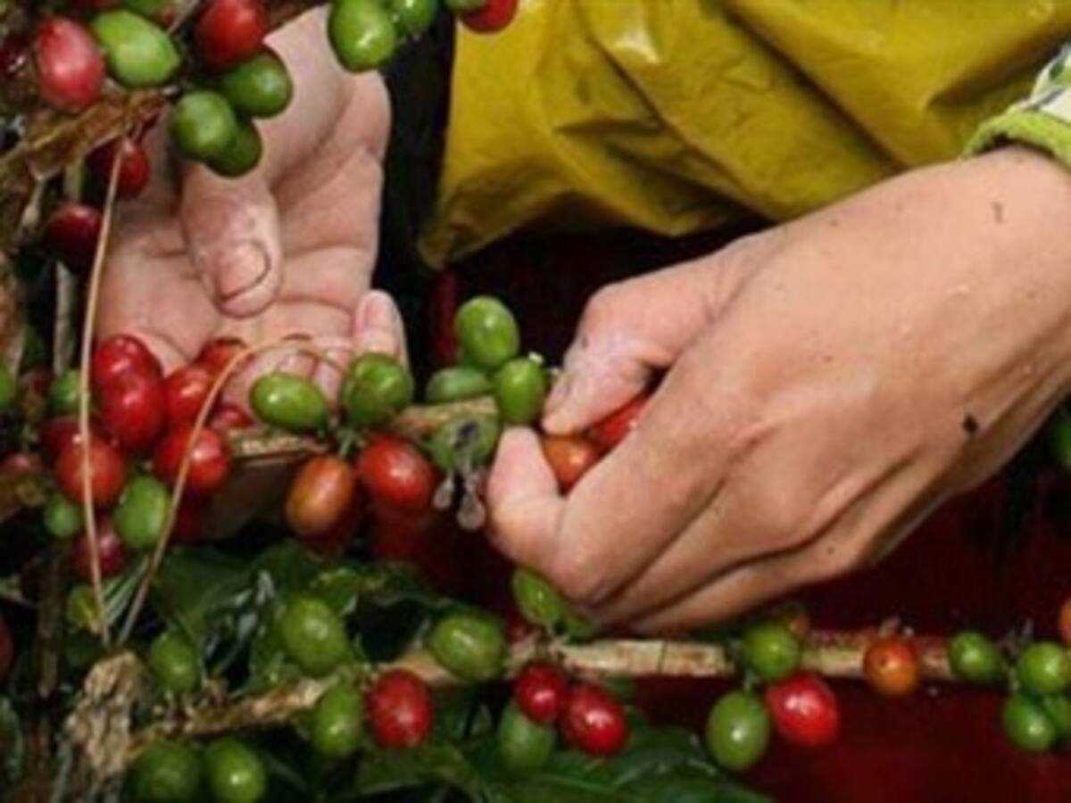 Cafeteros del Huila reciben millonarias reliquidaciones por la calidad del café