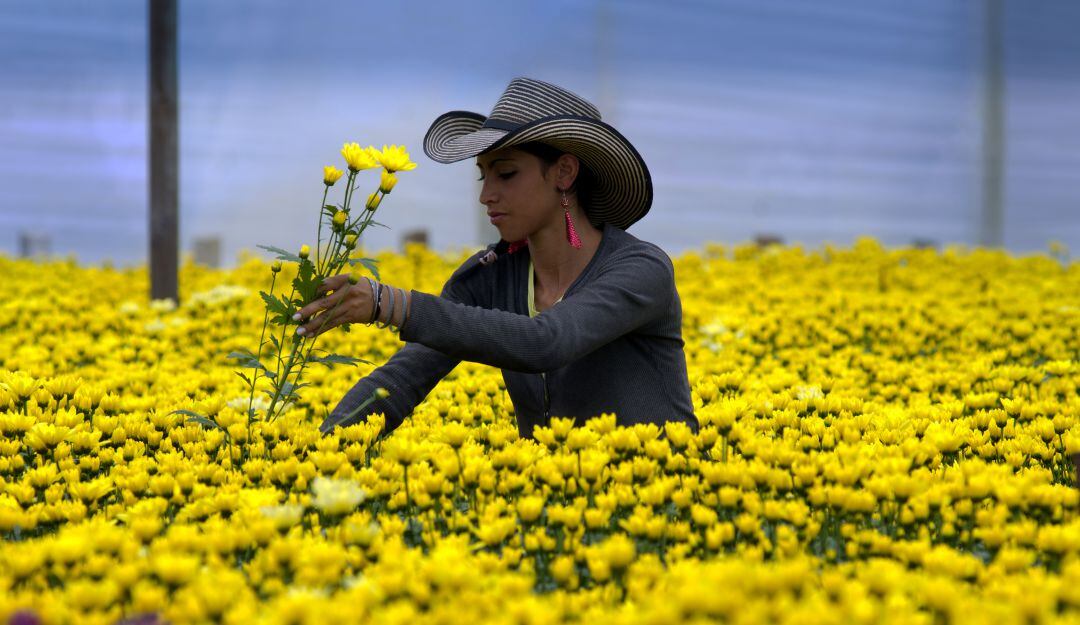 Productos colombianos son preferidos por sus características naturales, el talento de la gente, y la creatividad.