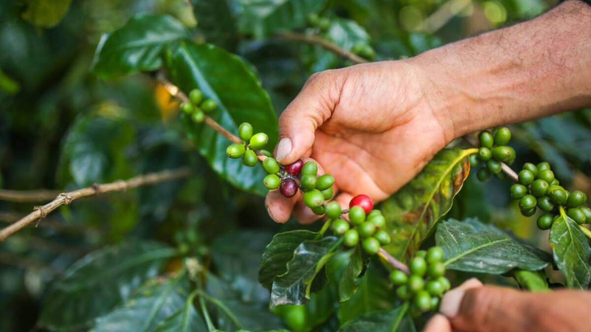 "Sector cafetero ganó el 2020 con 14 millones de sacos vendidos"