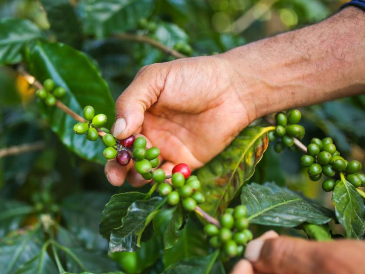 "Sector cafetero ganó el 2020 con 14 millones de sacos vendidos"