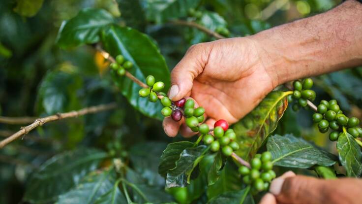 "Sector cafetero ganó el 2020 con 14 millones de sacos vendidos"