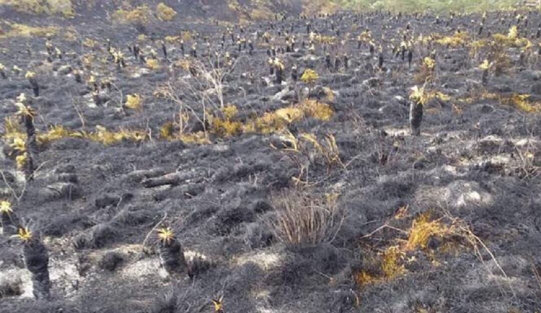 Paramo de Santurbán 