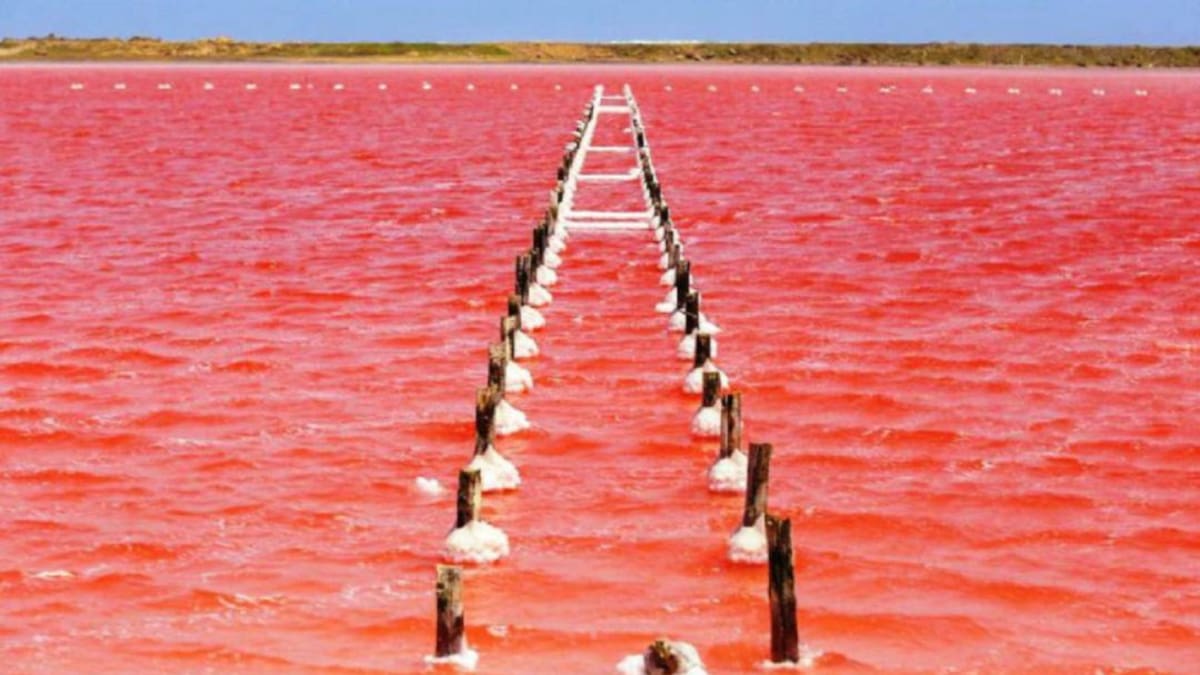 Regresó el mar rosado a Galerazamba, pero la playa estará cerrada
