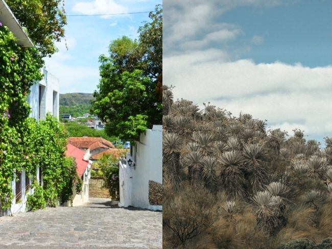 Foto cortesía Gobernación del Tolima y Canva.
