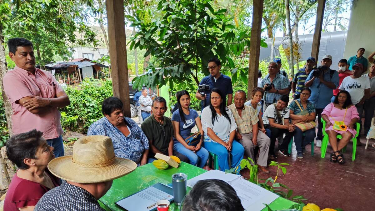 En el Huila sembrarán 2 millones de plántulas de cacao, plan de impacto social y ambiental