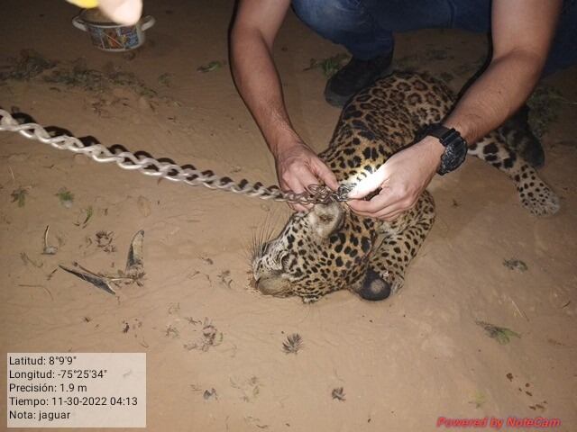 Así es el maltrato animal detrás del tráfico de fauna silvestre. Foto: cortesía CAR- CVS