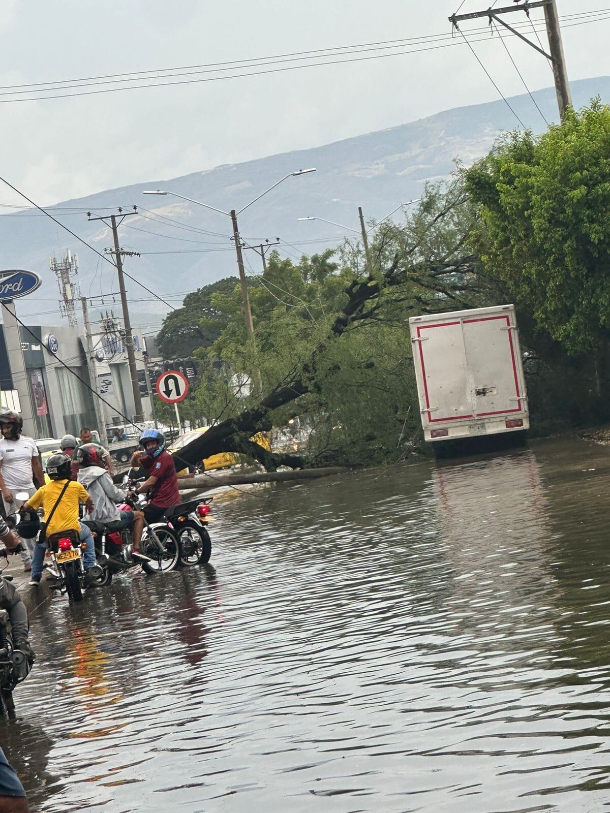 Árbol caído Cúcuta / Foto: Cortesía