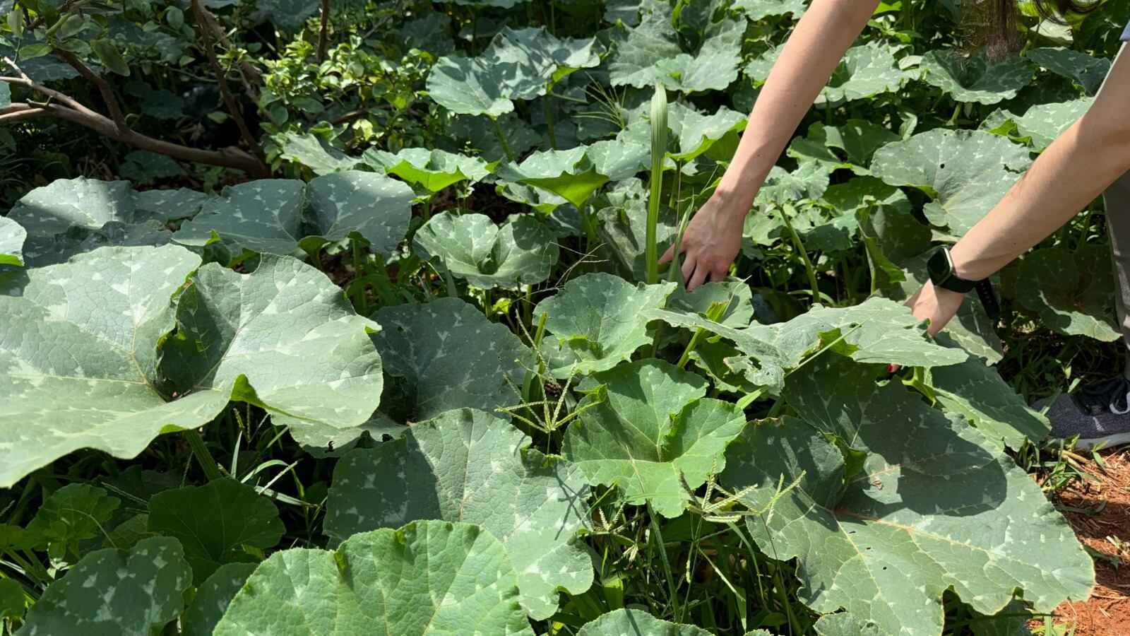 Biofábrica comunitaria para fomentar la sostenibilidad ambiental. Foto: alcaldía de Medellín. 