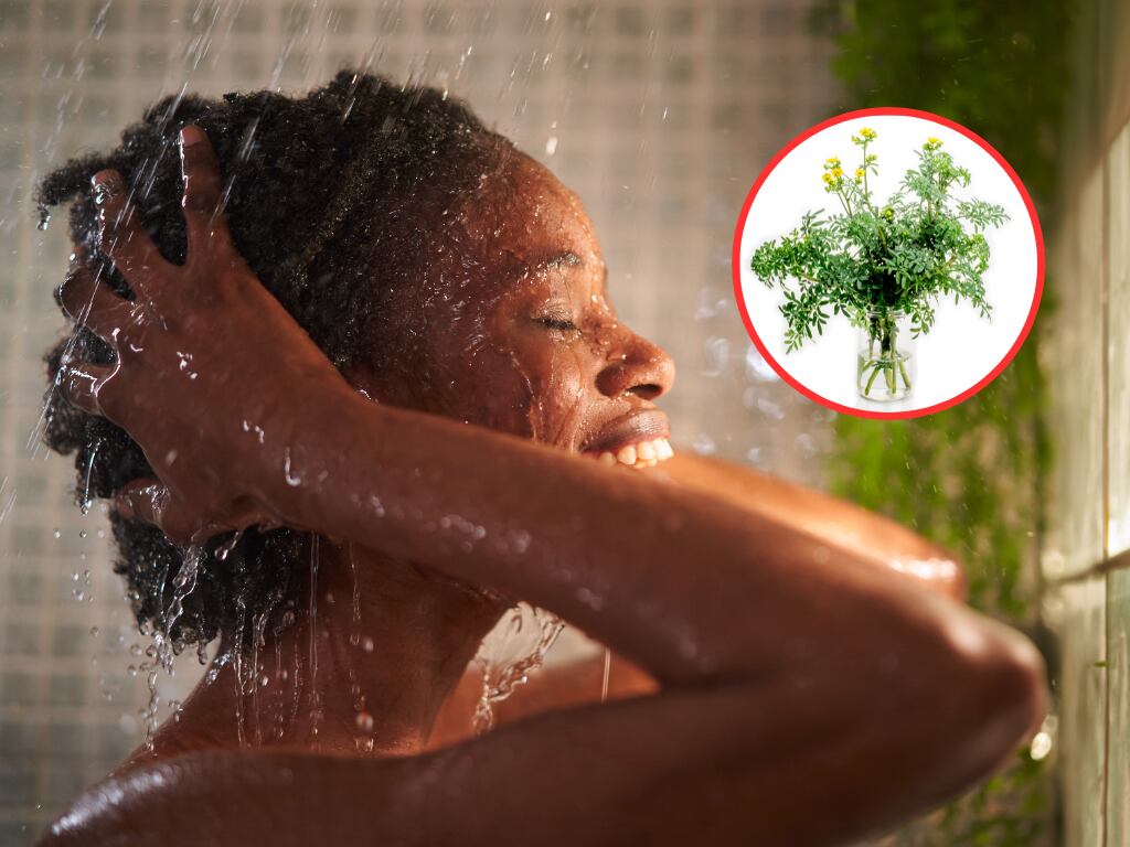 Persona duchándose y de fondo un ramo de ruda. (Fotos vía Getty Images)