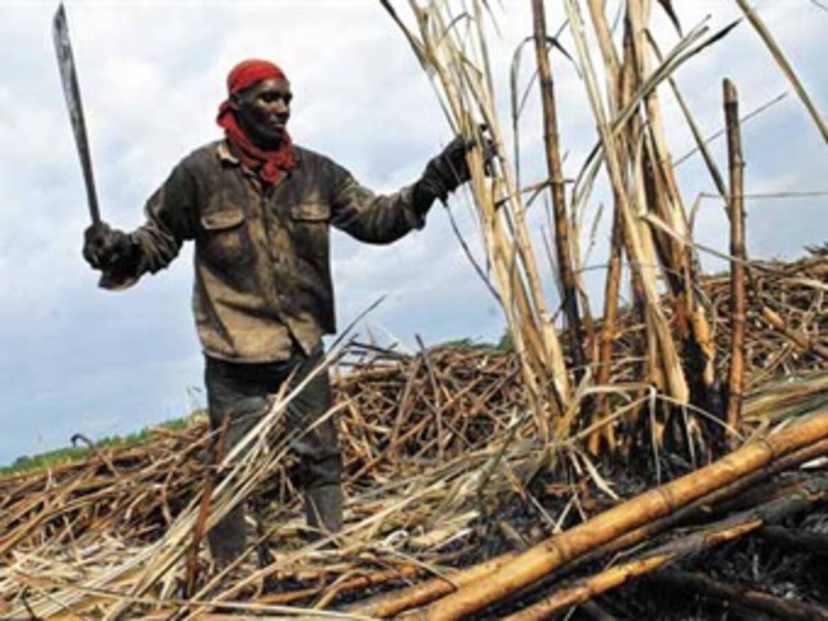 Corteros de caña en Risaralda exigen formalización laboral