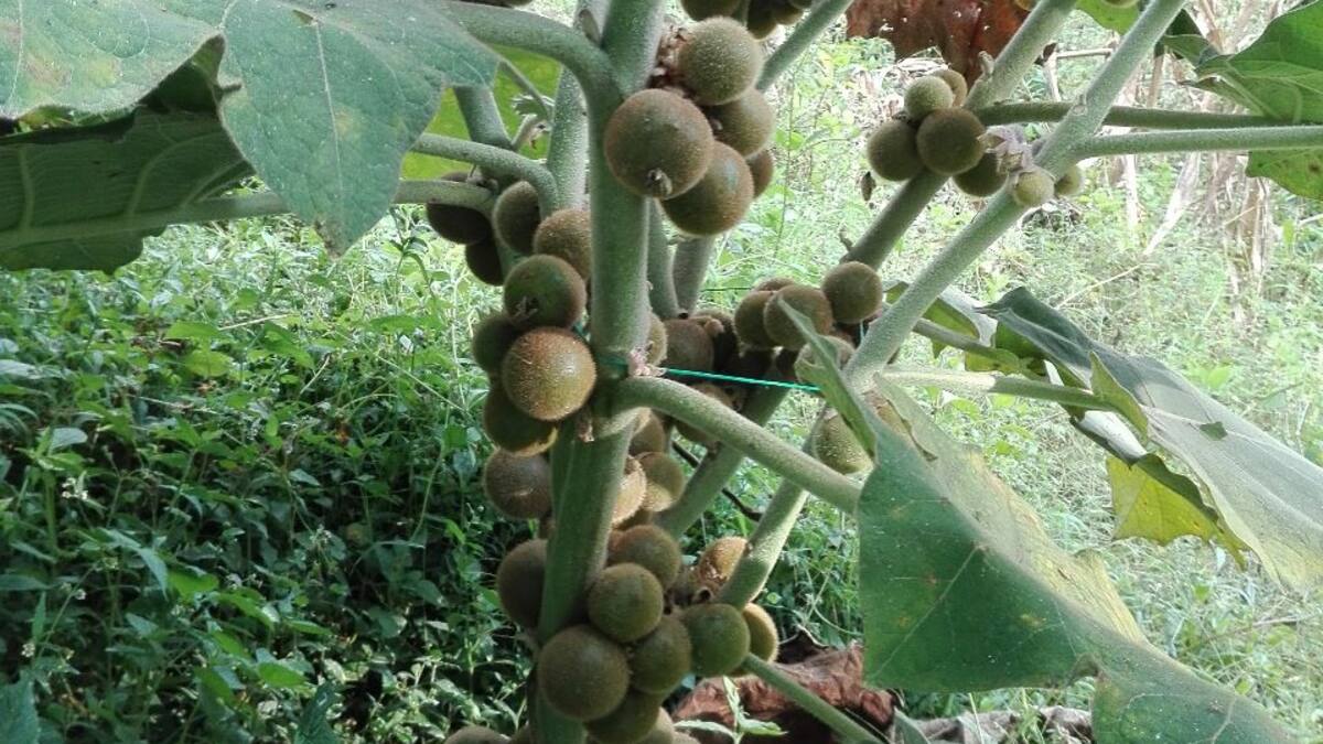 En UNAD desarrollan nueva variedad de lulo, más grande y dulce