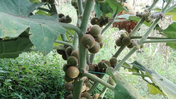 En UNAD desarrollan nueva variedad de lulo, más grande y dulce