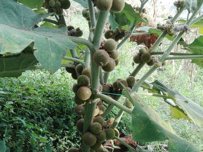 En UNAD desarrollan nueva variedad de lulo, más grande y dulce