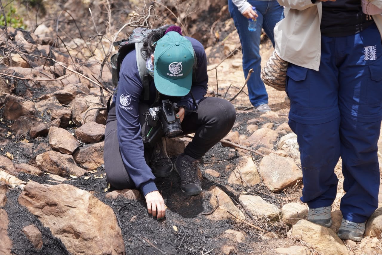 Biólogos, médicos veterinarios y funcionarios de Corpoboyacá visitaron las áreas afectadas por el incendio en Villa de Leyva y el Santuario de Flora y Fauna de Iguaque, con el fin de proponer acciones para su recuperación / Foto: Prensa Corpoboyacá.
