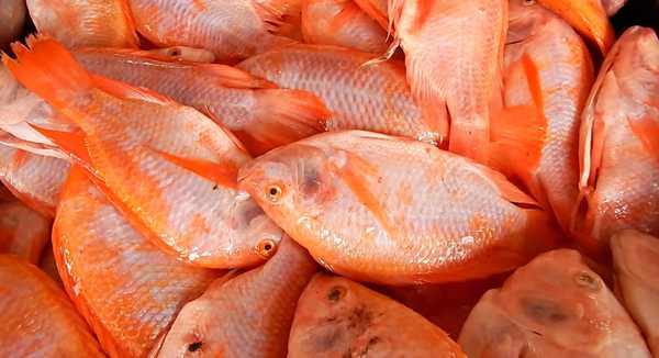 Emergencia sanitaria declaró el Instituto Agropecuario ICA por mortalidad masiva de peces