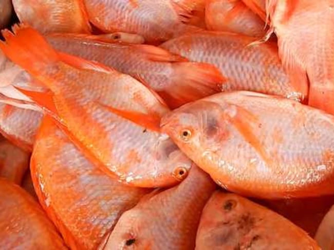 Emergencia sanitaria declaró el Instituto Agropecuario ICA por mortalidad masiva de peces