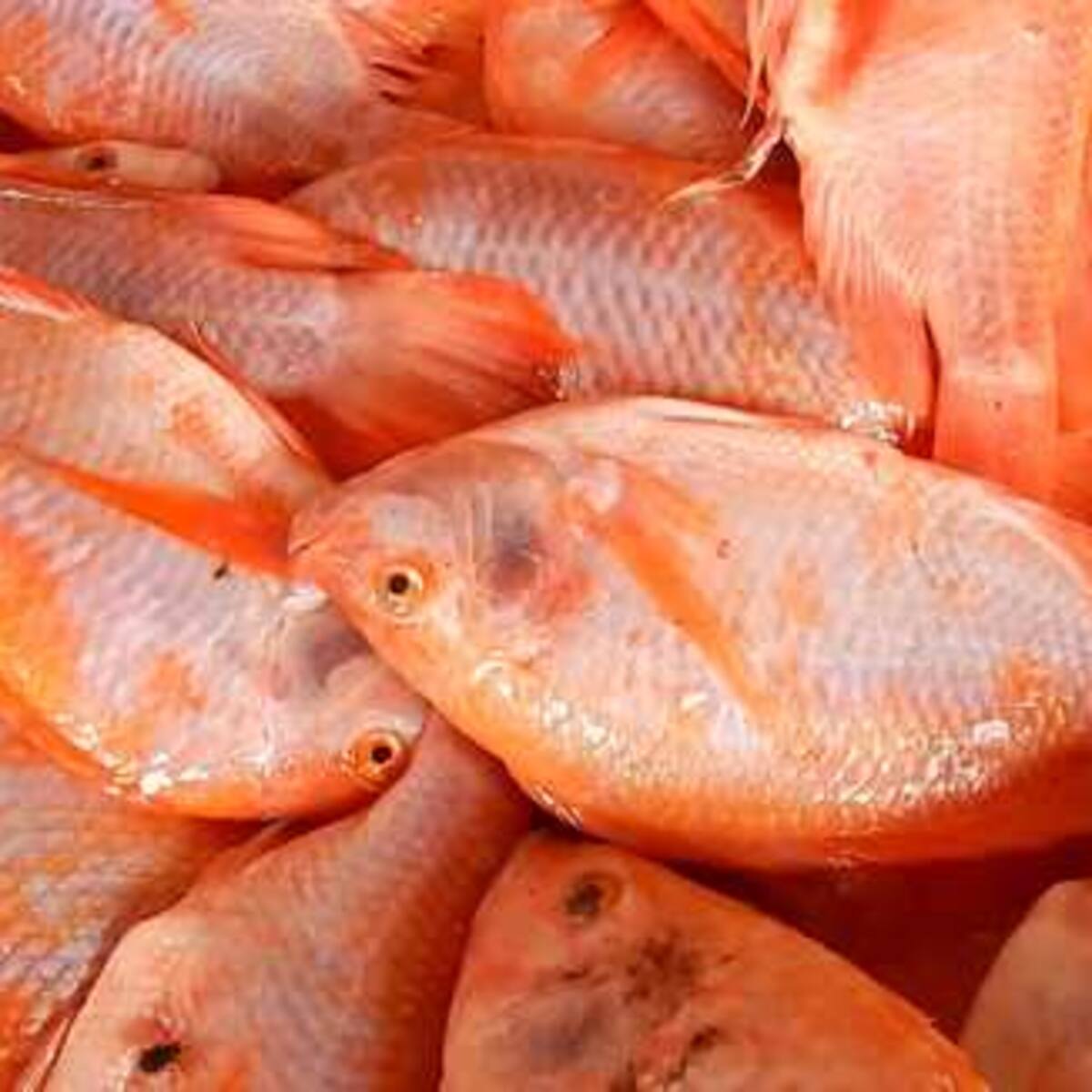 Bacteria Streptococcus sigue afectando a los productores de tilapia en el Huila