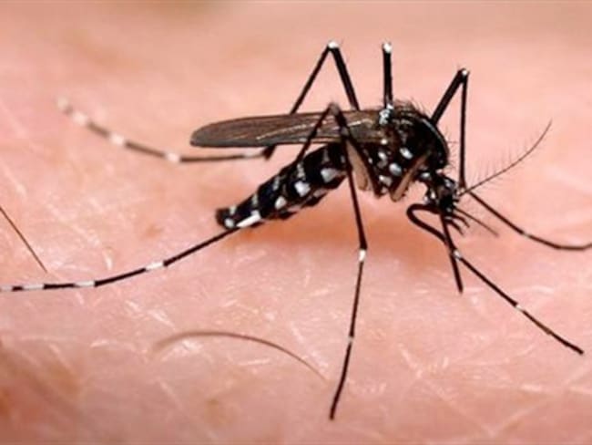 Aparece el primer caso de chikungunya en el Huila