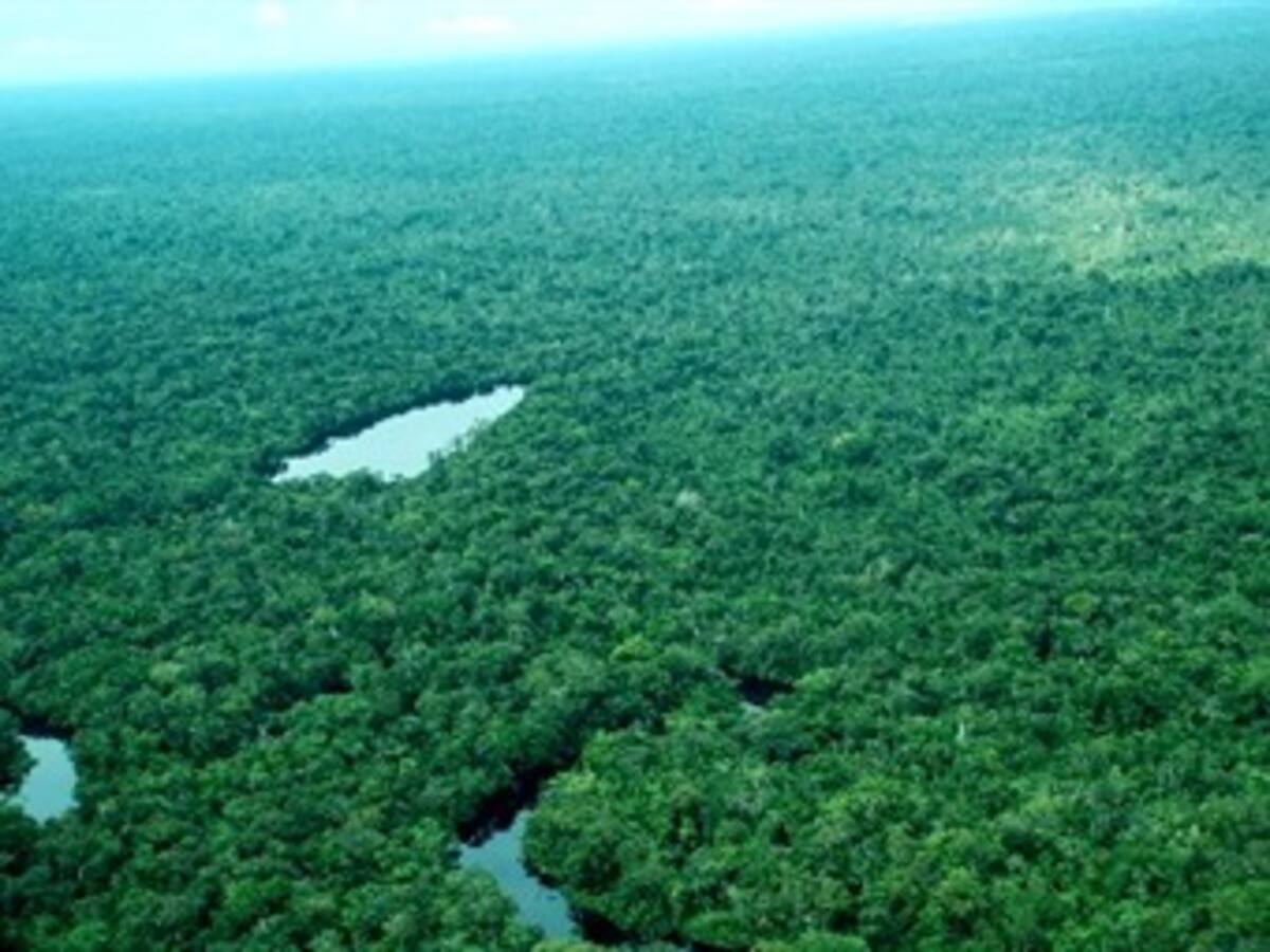 Cada año se pierden 150.000 hectáreas de bosques amazónicos en Perú