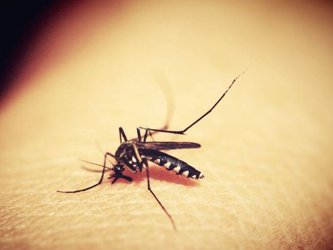 Malaria y la enfermedad de Chagas
