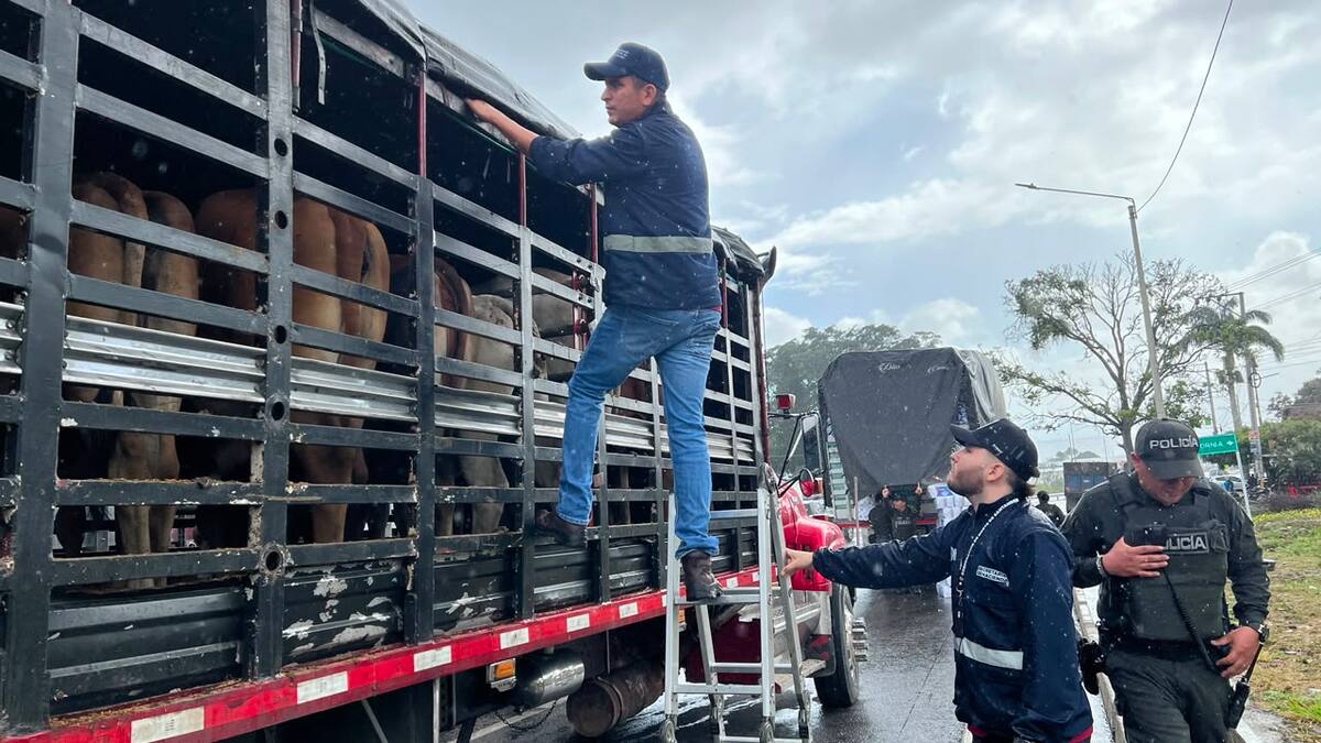 Durante operativo sanitario fueron incautados 26 semovientes en Norte de Santander