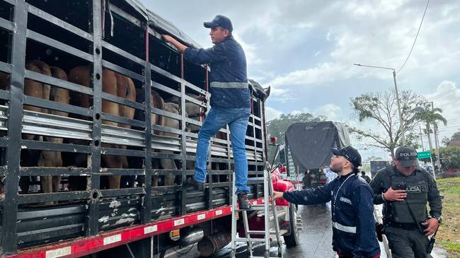 Durante operativo sanitario fueron incautados 26 semovientes en Norte de Santander. / Foto: Gobernación de Norte de Santander.