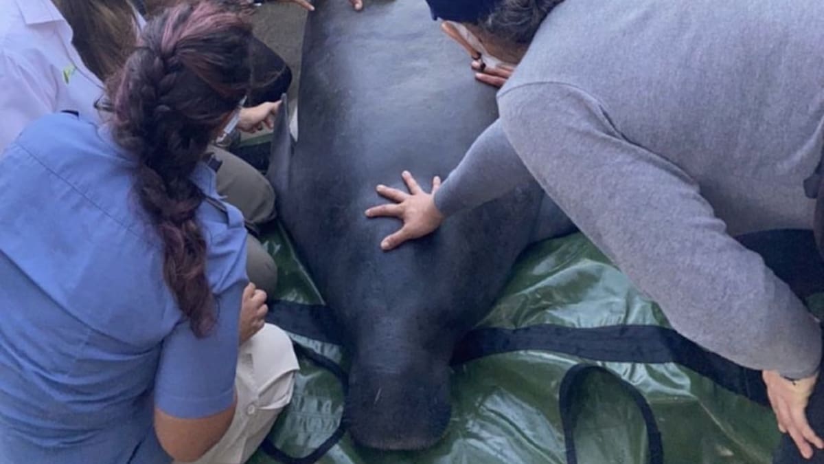 Pescadores de Tasajera piden perdón por la muerte de ‘Julieta’