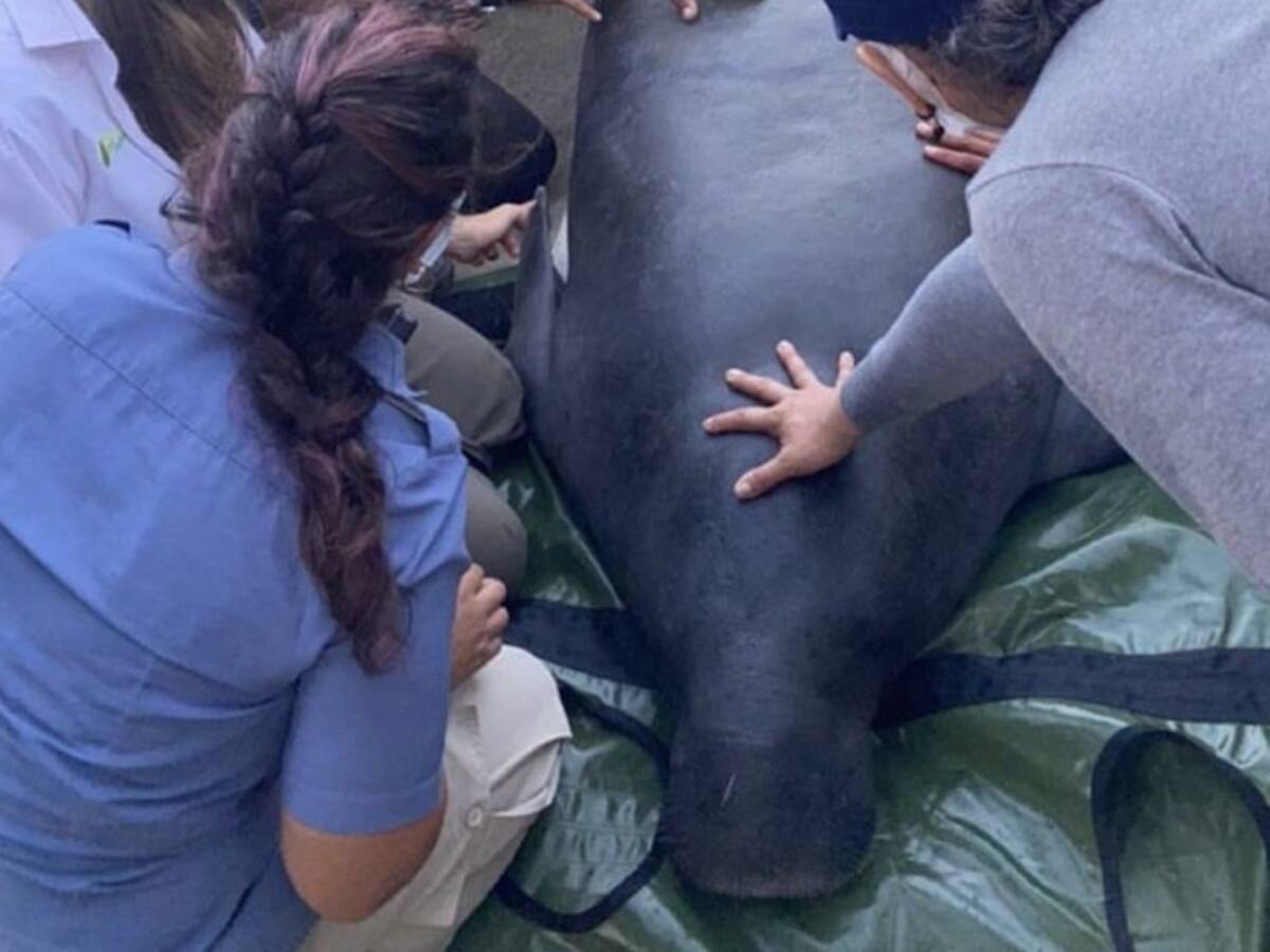 Pescadores de Tasajera piden perdón por la muerte de ‘Julieta’