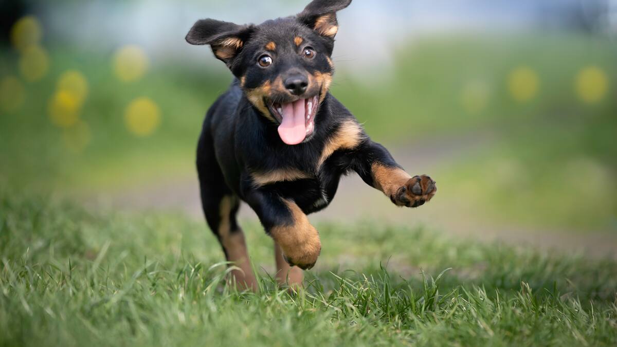 ¿Sabe si su perro tiene pedigree? Aquí le contamos qué significa y cómo identificarlo