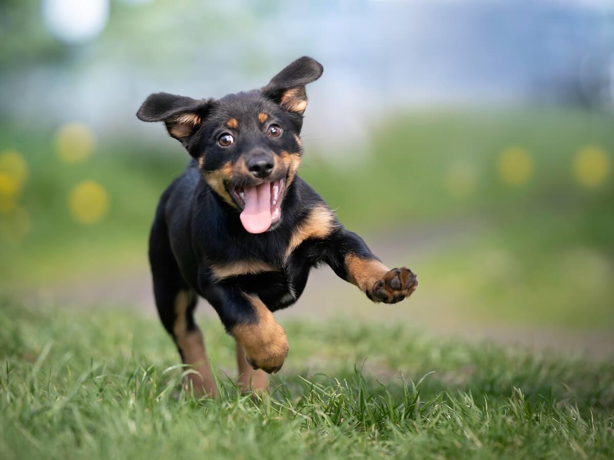 ¿Sabe si su perro tiene pedigree? Aquí le contamos qué significa y cómo identificarlo