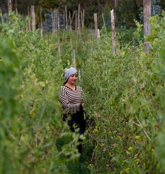 Producción de arveja en Nariño. Balance social de Agrosavia